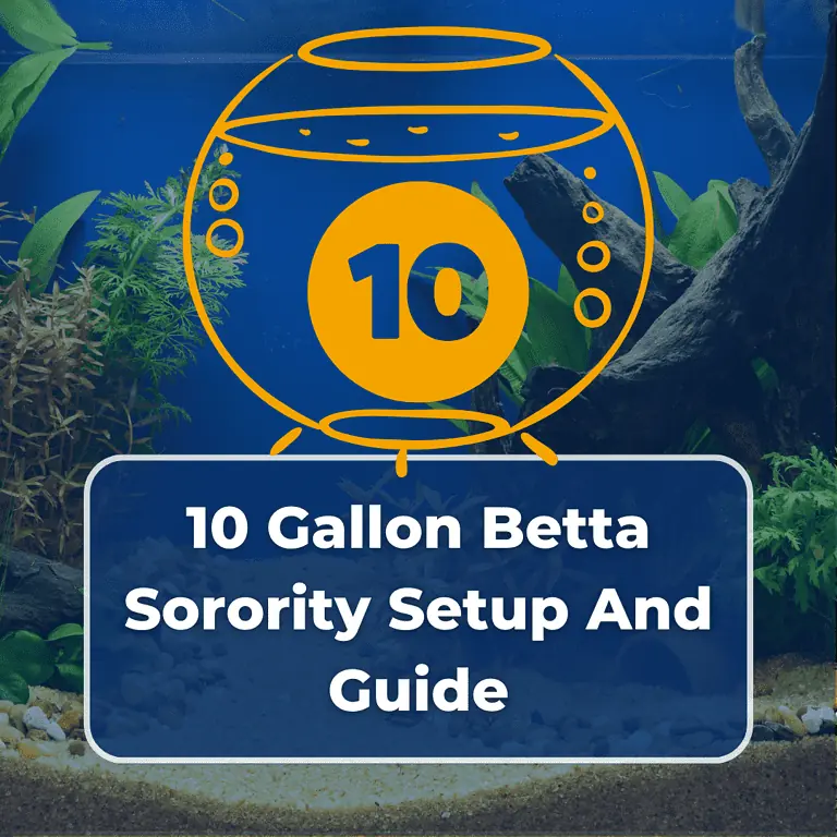 10 gallon betta sorority featured