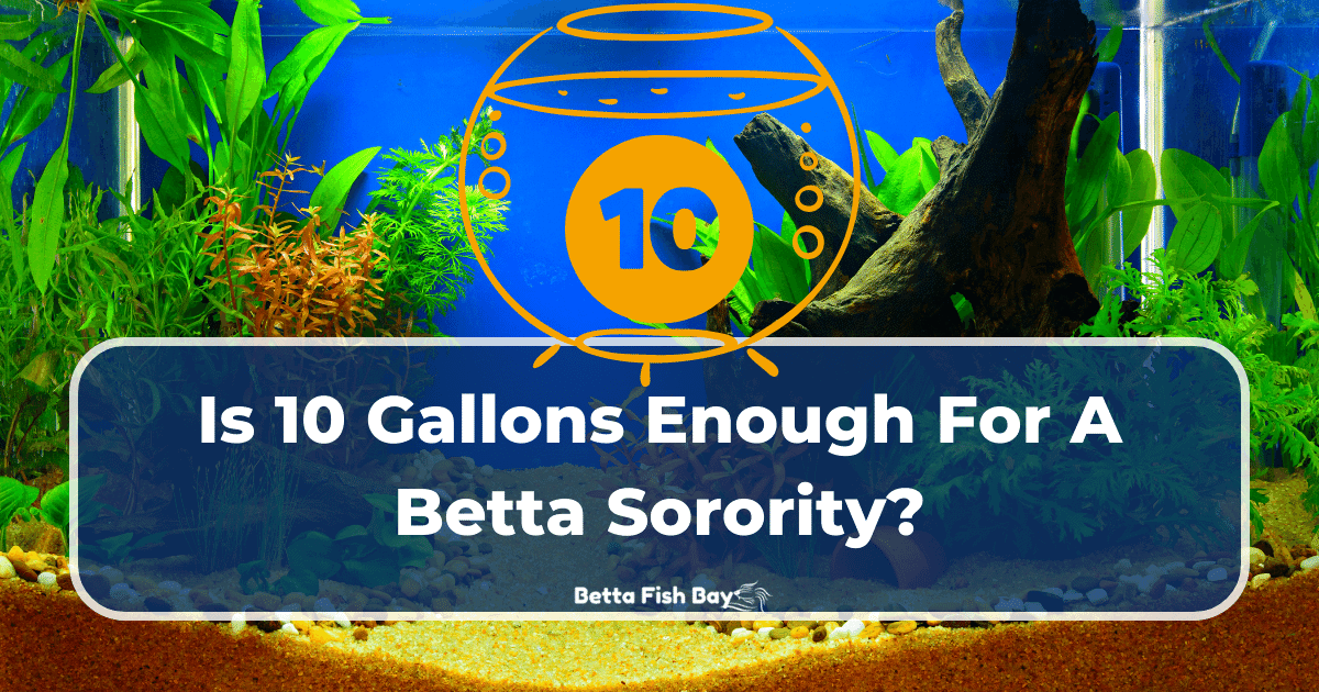 Is A 10Gallon Tank Enough For A Betta Sorority?