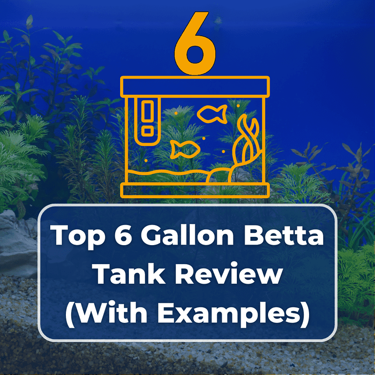 6 gallon betta tank featured