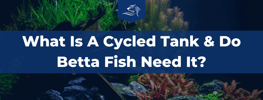 do betta fish need a cycled tank atf