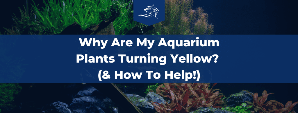 aquarium plants turning yellow atf