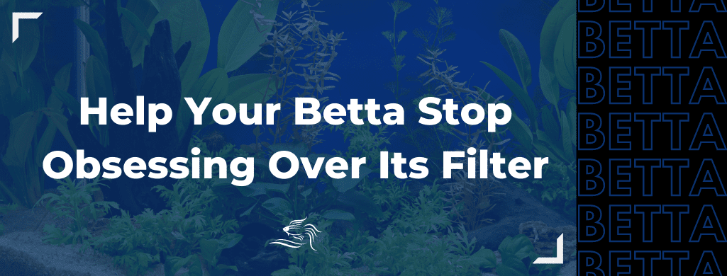 betta fish obsessed with filter