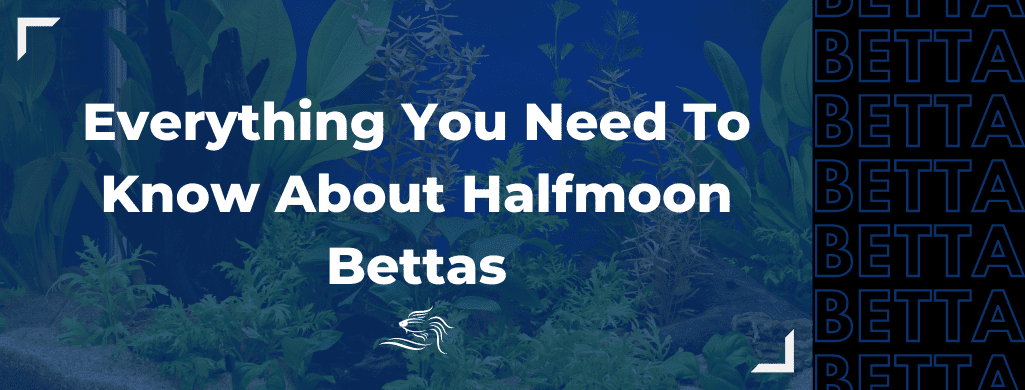 halfmoon betta fish atf