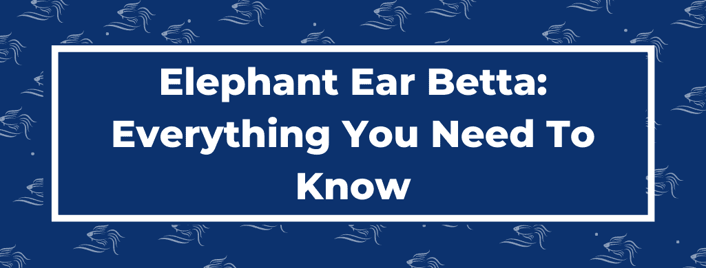 elephant ear betta atf