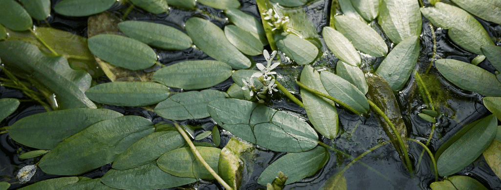 Aponogeton crispus flowering aquarium plants