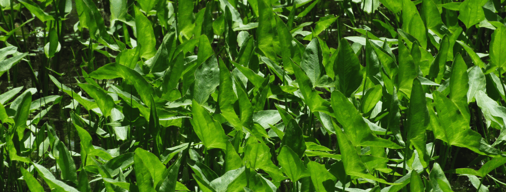 Arrowhead Plant toxic betta