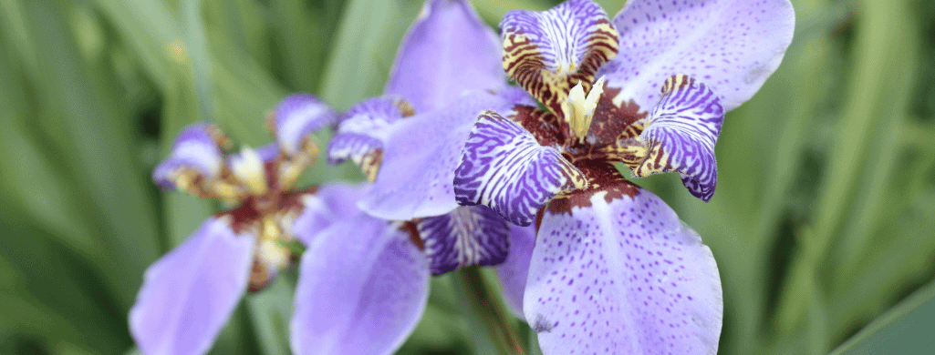 Blue Flag Iris plants make betta sick