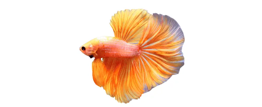 Halfmoon Betta Fish Care & Species Guide