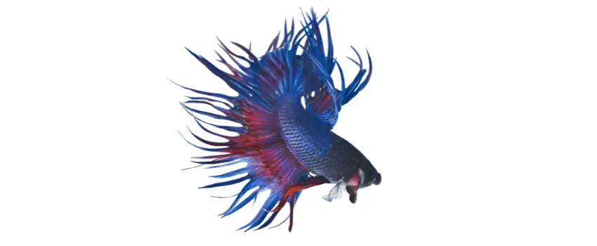 crowntail betta appearance