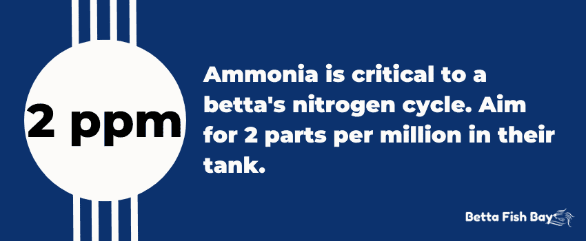 ammonia cycle betta