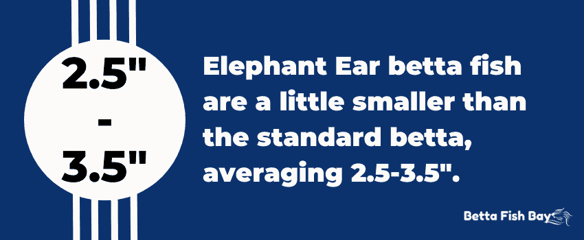 elephant ear size betta