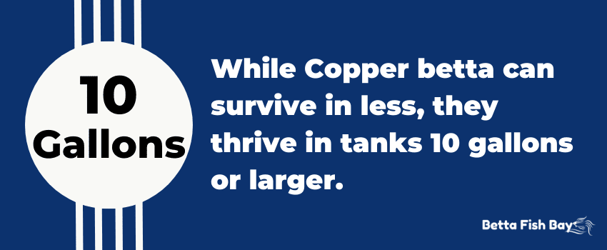copper betta tank size