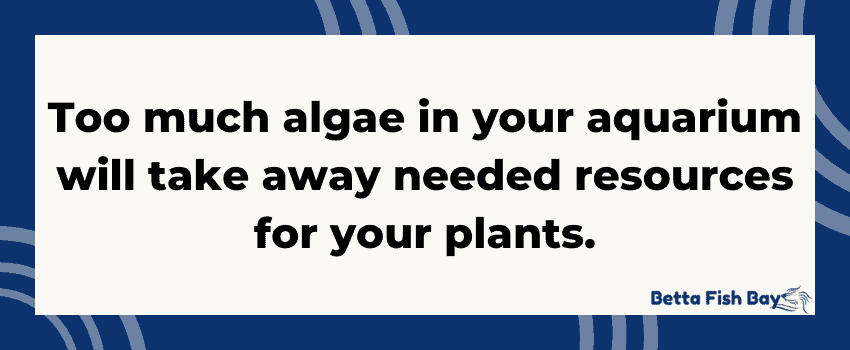 algae and aquarium plants