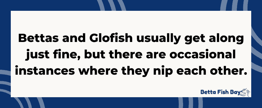 glofish and betta behavior