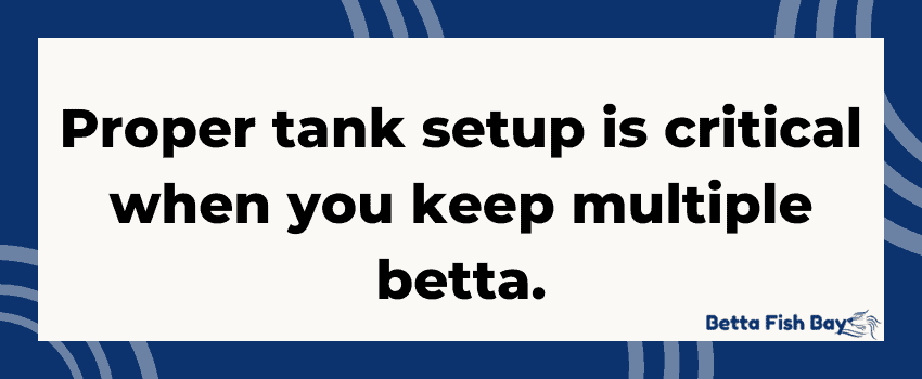 10 gallon betta tank setup