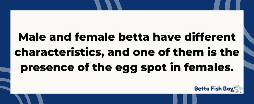 betta egg spot sexual dimorphism