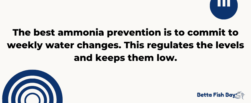 ammonia prevention betta
