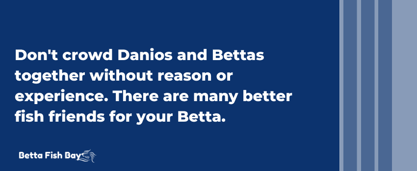 betta options better than danios