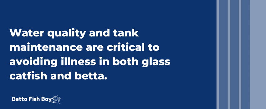 water quality betta and glass catfish