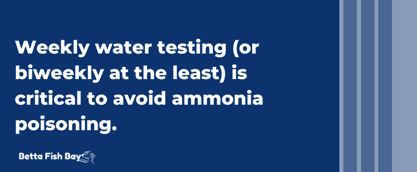 betta water testing ammonia