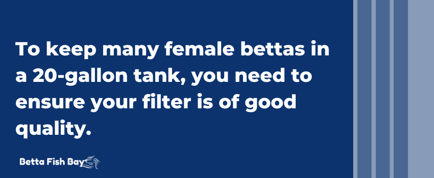 filter for female betta in 20 gallon