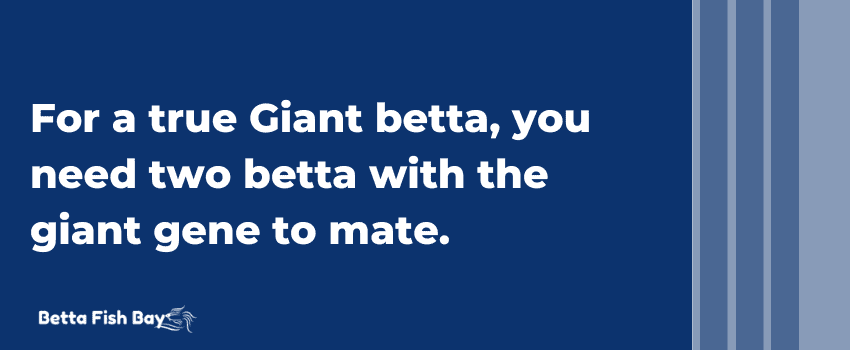 giant betta breeding