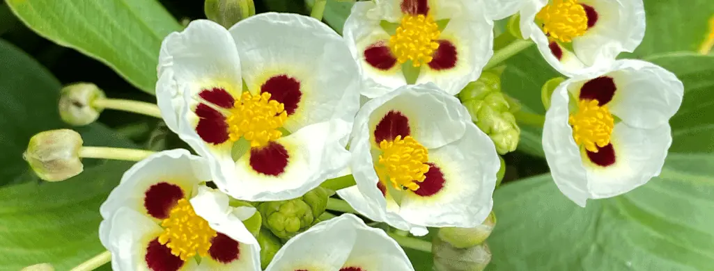 Dwarf Sagittaria flowering aquarium plants