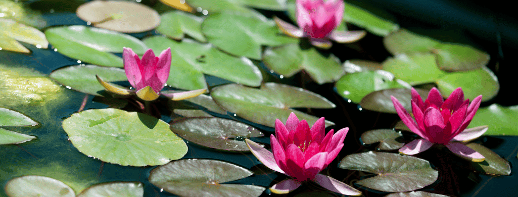 Dwarf Water Lily flowering aquarium plants