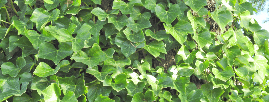 English Ivy toxic betta