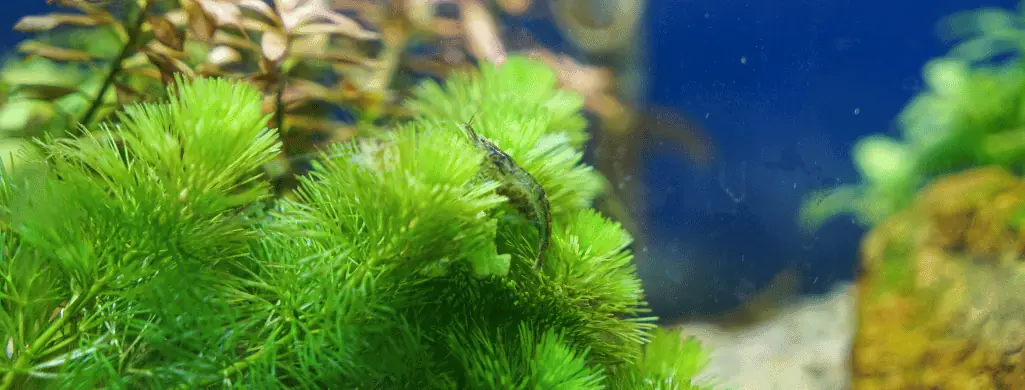 Hornwort flowering aquarium plants