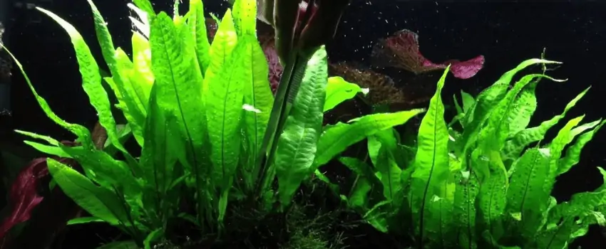 Java Fern (Microsorum pteropus)