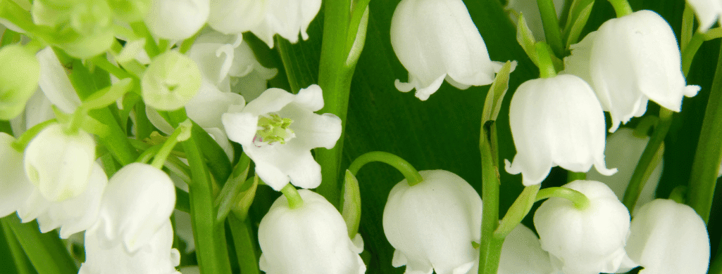Lily of the Valley bad plants for betta fish