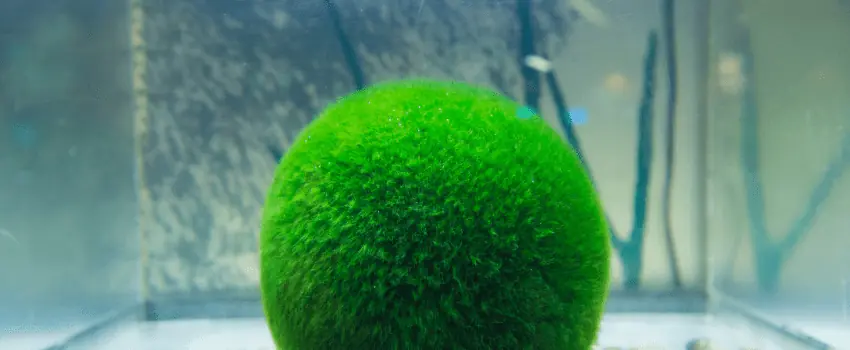 Marimo Moss Ball