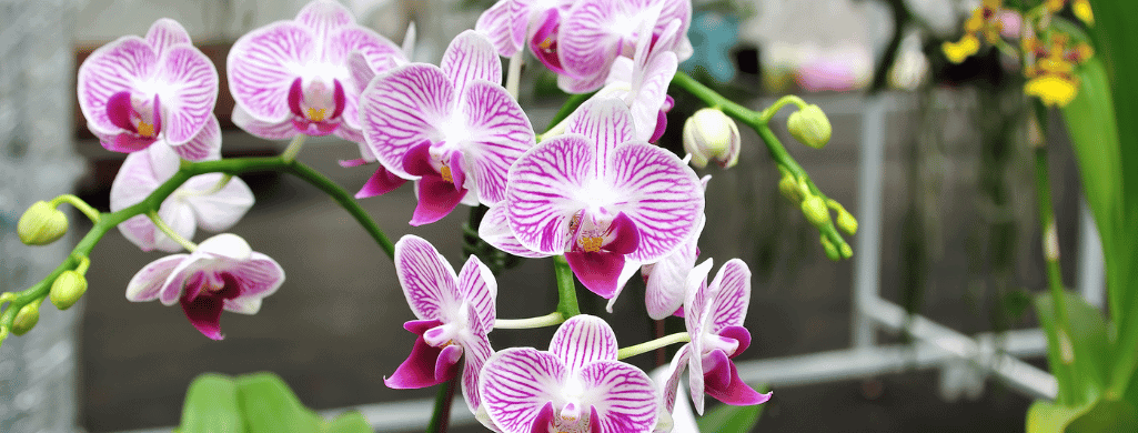 Orchid Lily flowering aquarium plants