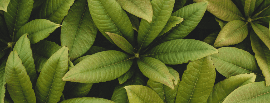 Schefflera poisonous plants betta