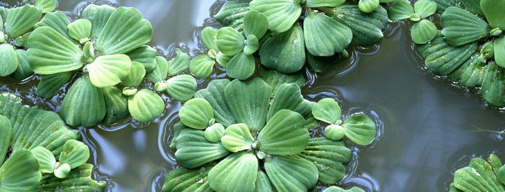 Water Lettuce toxic betta