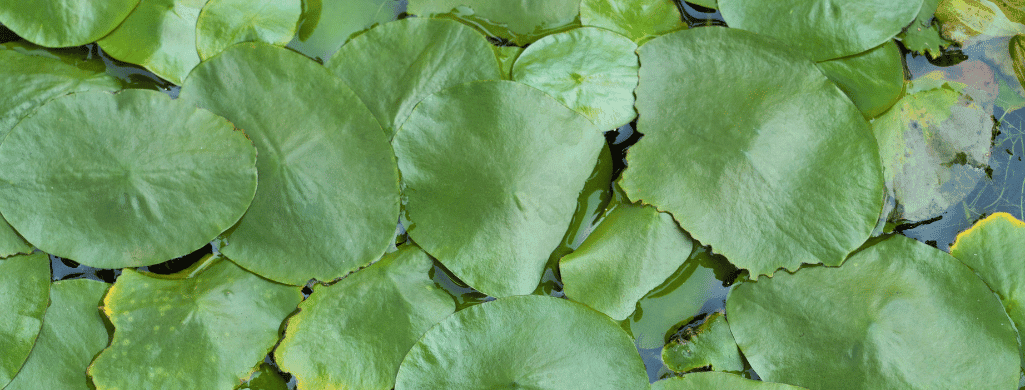 Water Shield plants make betta sick