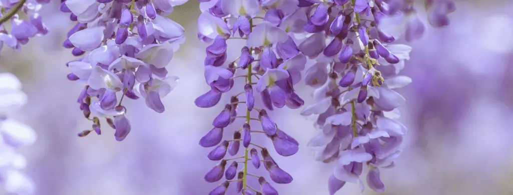 Water Wisteria flowering aquarium plants