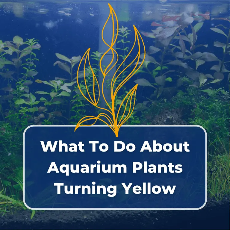 aquarium plants turning yellow featured