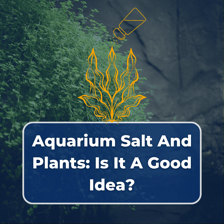 aquarium salt and plants featured