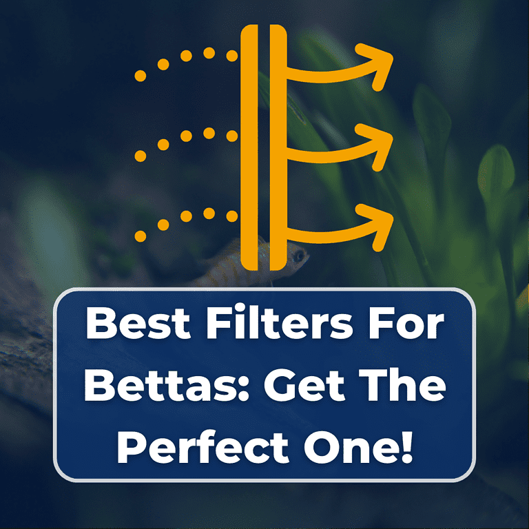 best filters for bettas featured