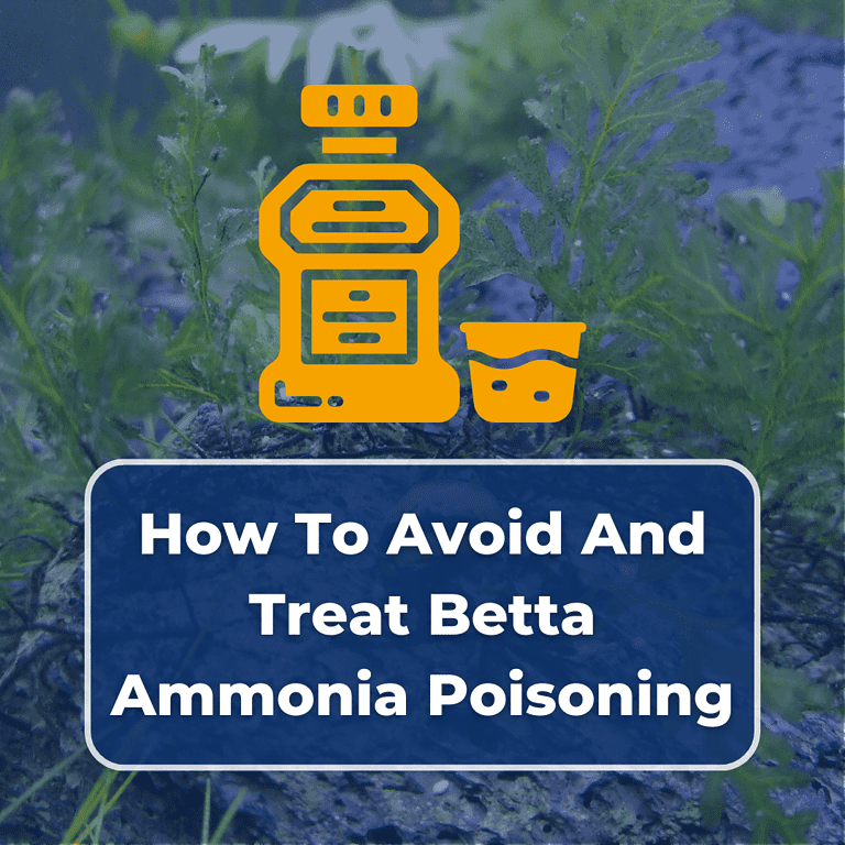 betta ammonia poisoning featured