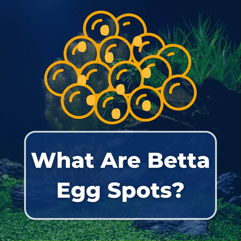 betta egg spot featured