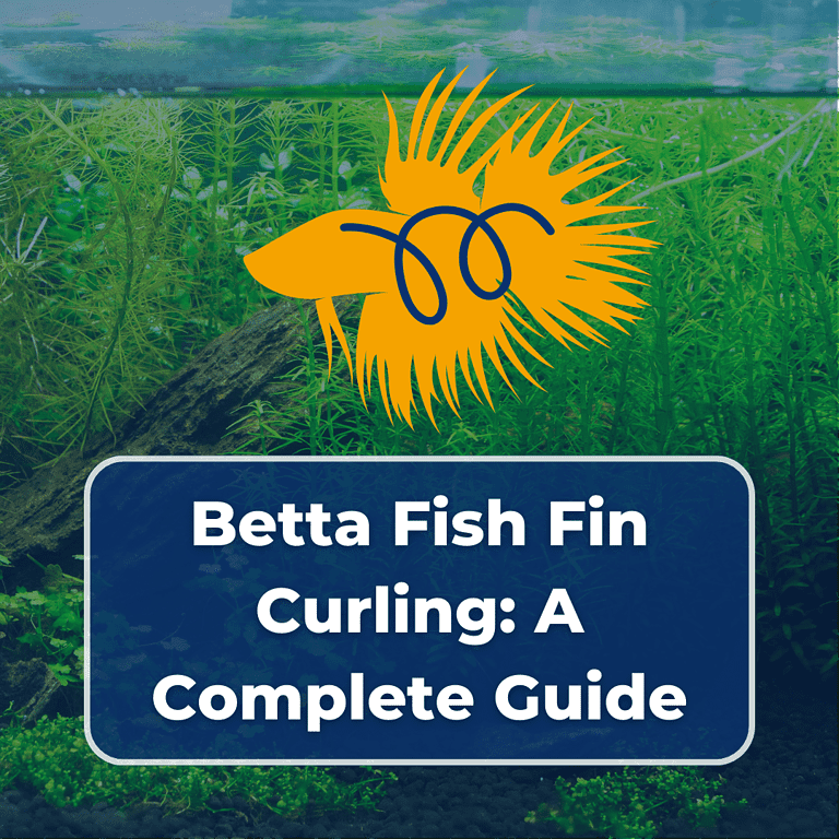 betta fish fin curling featured