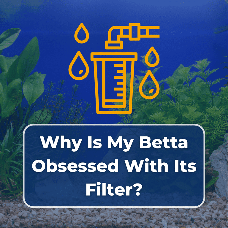 betta fish obsess with filter featured