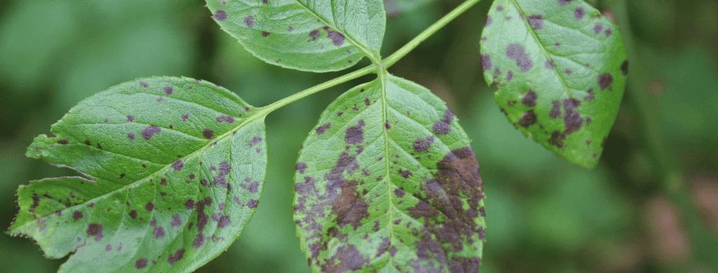 brown spots on leaves