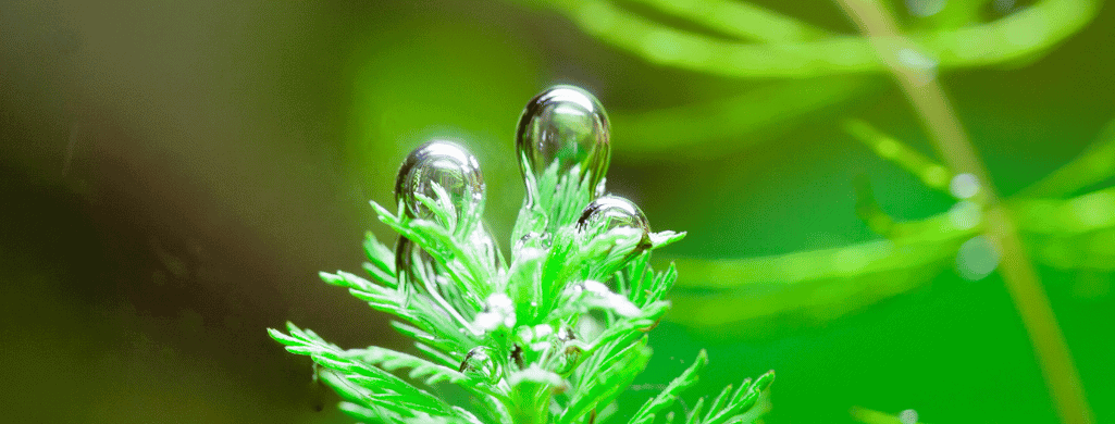 bubbling on plants