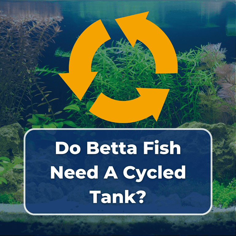 do betta fish need a cycled tank featured