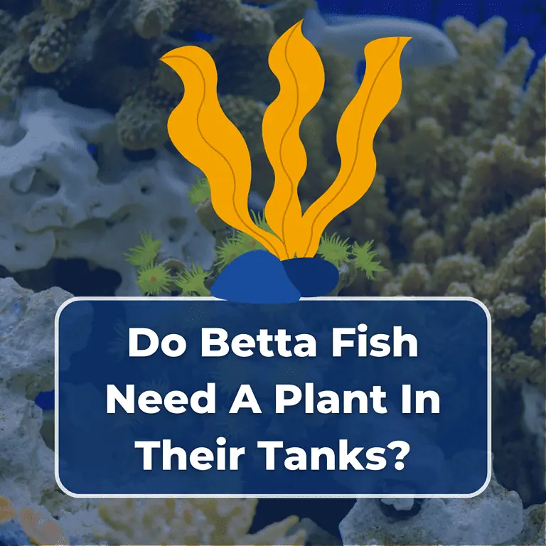 do betta fish need a plant featured