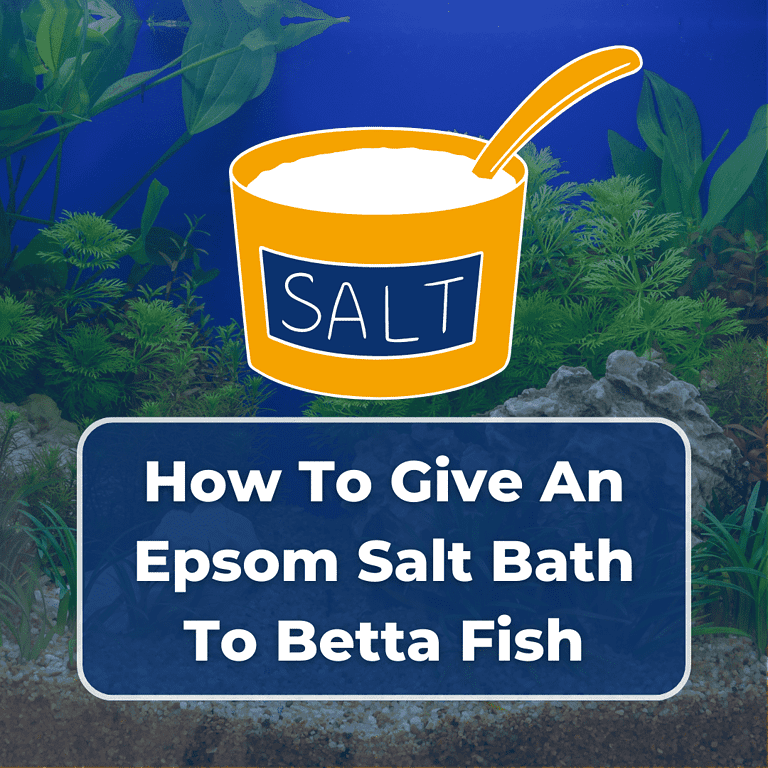 epsom salt bath for betta featured